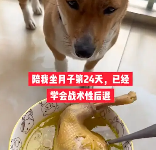 坐月子天天给狗喂鸡汤,结果20天后它都反胃了,一看鸡汤就后退!