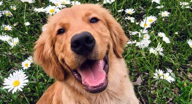 金毛犬被不良托运害死,肇事公司只肯赔6千,狗的生命不值钱?