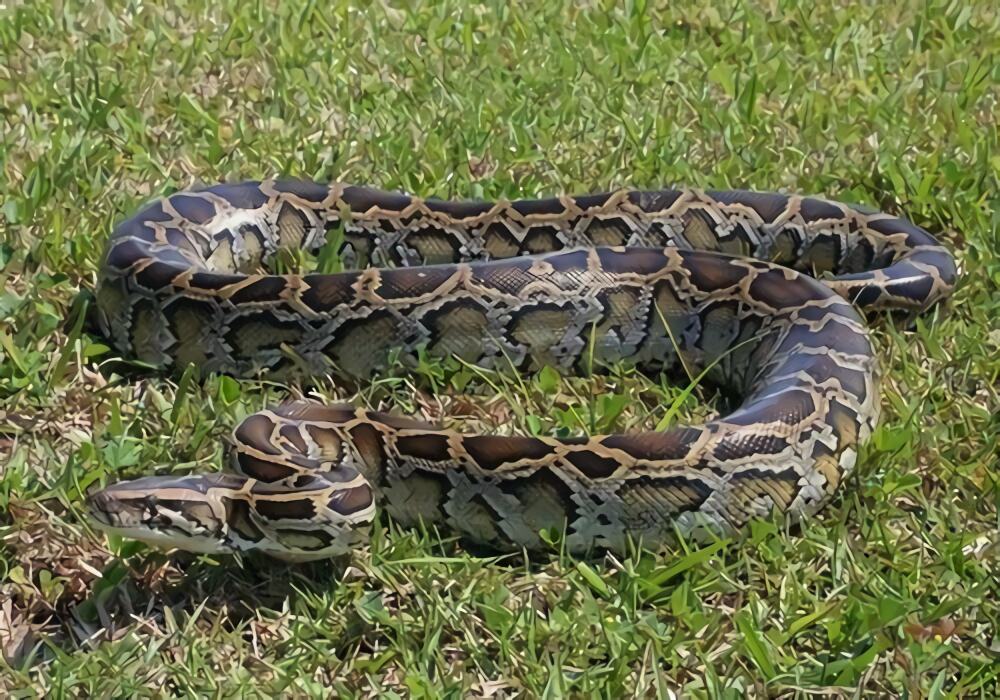 缅甸蟒身份信息