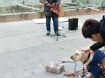 狗狗帮主人去捡垃圾赚钱,和主人讨钱时很配合主人!真的好乖!