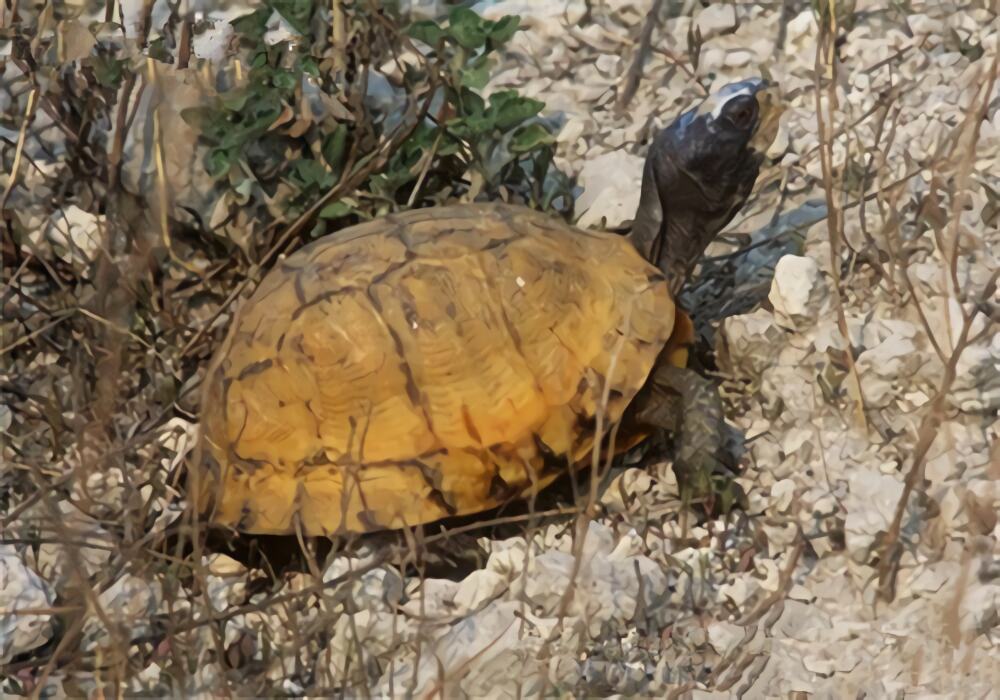 卡罗莱纳箱龟身份信息