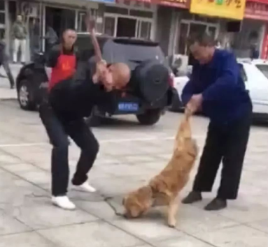 狗主当街殴打金毛致死,临死金毛还在不断摇尾巴求饶!