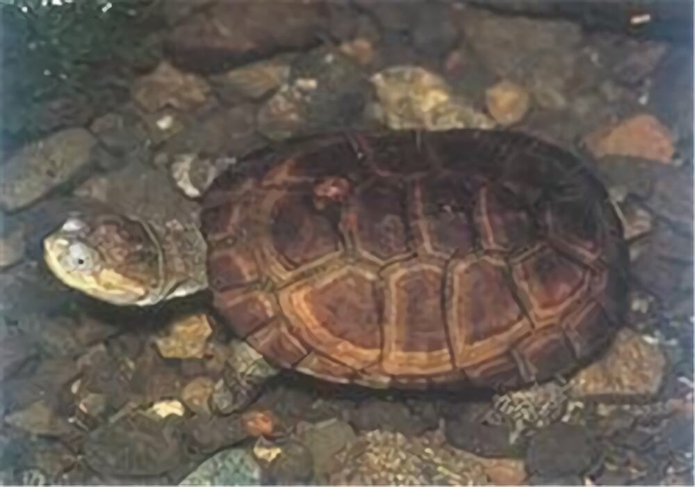 沼泽侧颈龟身份信息