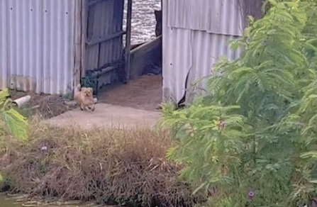 主人开车刚回家,狗狗听到声音就狂奔过来