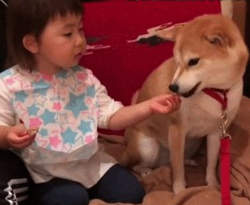 小萌娃给柴犬吃零食,狗狗半推半就的模样,令人大呼:段子手