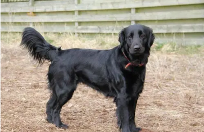 平毛寻回犬的特点 是一种可爱友善活跃的狗狗