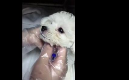 “感冒”查出得犬瘟,姑娘在意“时间点”