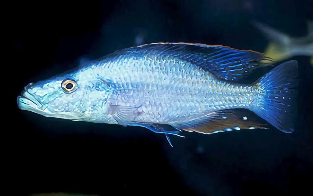 马面鲷身份信息