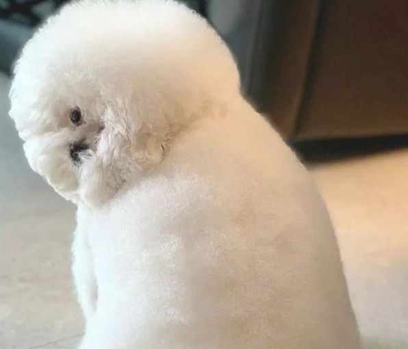 狗狗生气了不理人,当它扭头的那一刻主人笑出眼泪了,你的颈部呢?
