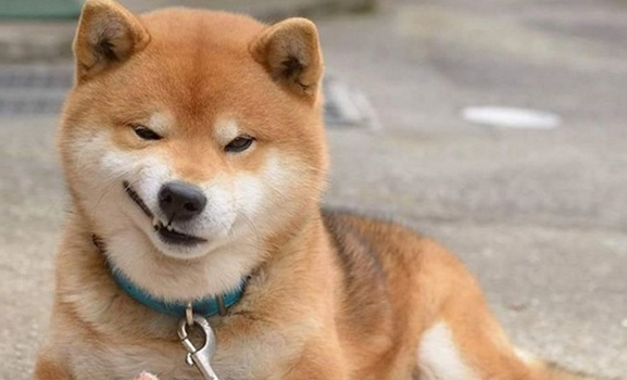 老人与柴犬 这组照片要火便全网了