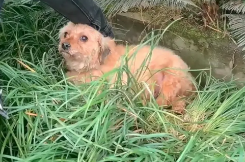 拖着腿,下雨天躲在麦地里的流浪狗,被一群人帮助后,抱着小哥的手满是祈求