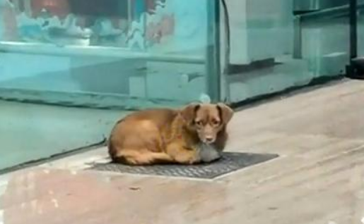 忠犬飞机场等主人一年,把塑料瓶当玩具,结果主人没来它就成了家