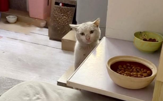 偷吃狗粮的流浪猫,卑微的眼神看着心疼,被救后连吃饭都小心翼翼