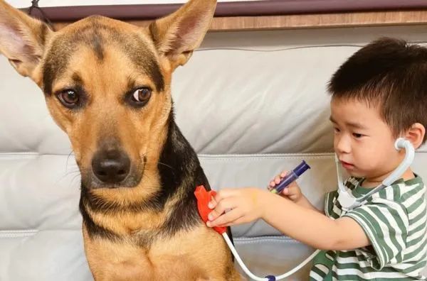 爆笑!戏精狗子和小主人玩游戏时听说自己“没救了”瞳孔瞬间放大