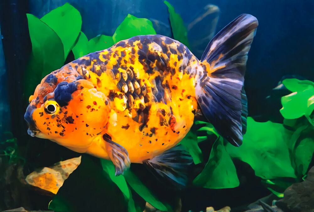 花兰寿身份信息