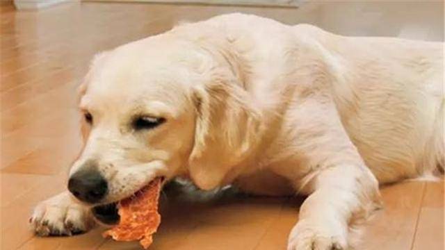 贪吃的工作犬闻到饭香,紧跟着端饭的消防员,还不断暗示投喂