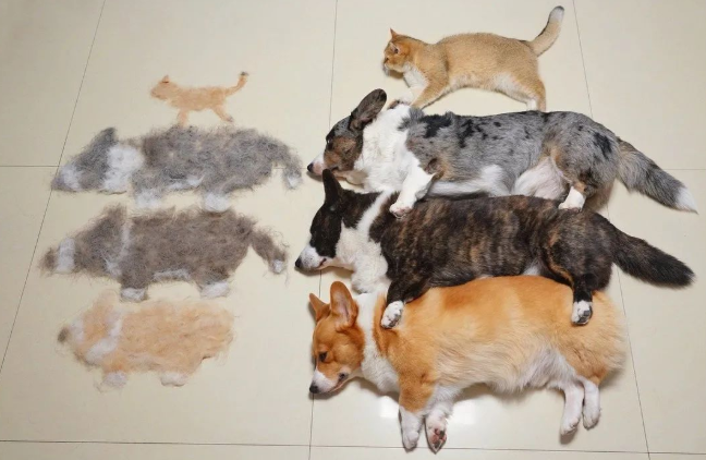 三只狗加一只猫有多能掉毛?网友晒的掉毛照超有趣
