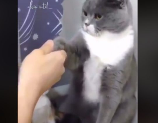 下马威让你知道谁是老大！ 小猫被霸凌幸好马麻来救场