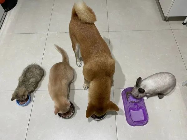 小主人在家上网课,猫狗在身后睡成一片:这声儿催眠