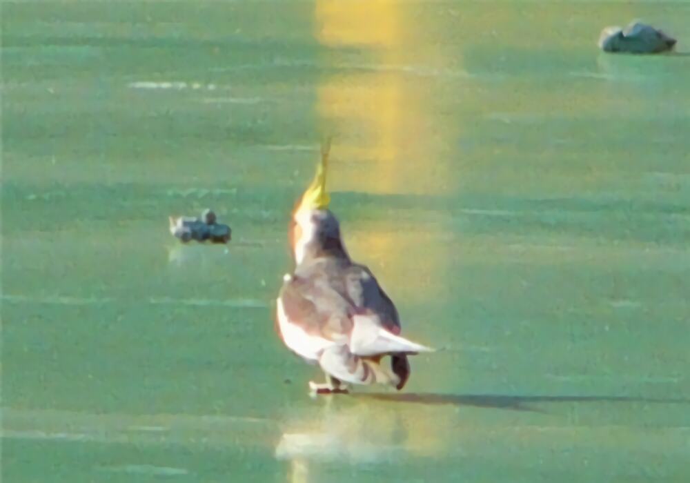 鸡尾鹦鹉身份信息