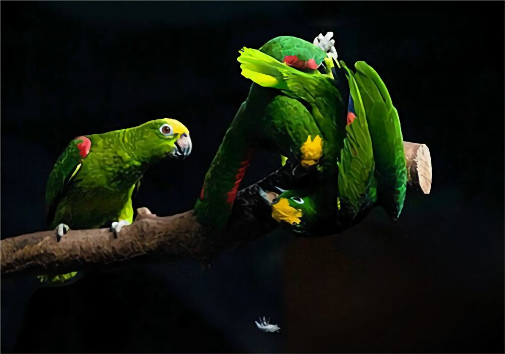 黄额鹦鹉身份信息