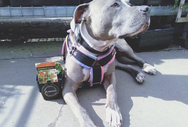 被比特犬持续拨拉,主人疑虑中叫了救护车,意外事故捡回来一条命