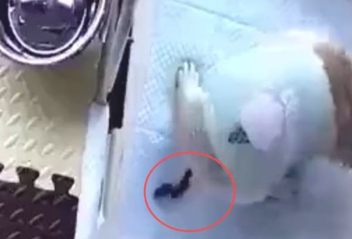 狗狗从不拉大便,可看过监管后,主人马上崩溃了