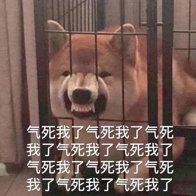 分手就弃养?狗狗做错了什么!我劝这类人还是别害狗了吧!