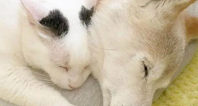 16岁柴犬即将去世,猫咪时刻陪伴它,做出的反应令人泪如泉涌