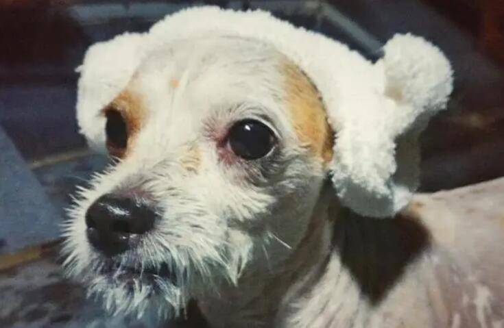 田园犬的逆袭,周游世界,高级餐厅吃饭,我第一次羡慕一只狗