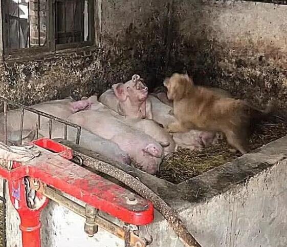 狗狗经常溜进猪圈,主人觉得事情不简单,跟过去一看,气炸了