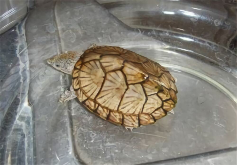 刀背麝香龟身份信息