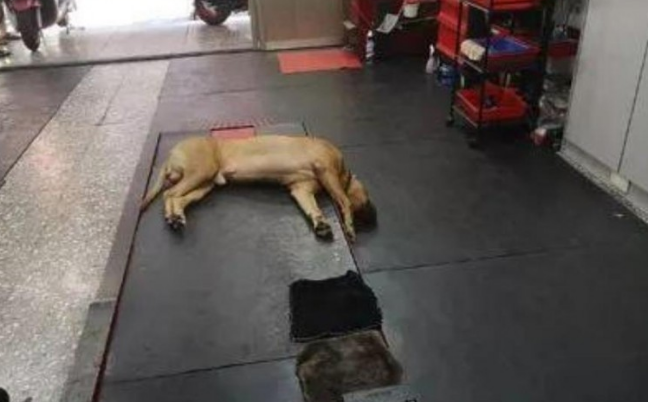 主人回家了发觉狗子头竖直朝下,认为它死了了,走以往一看笑喷了