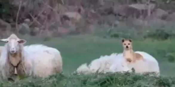 牧羊犬骑在羊身上巡视,这不是“皮皮羊,走!”