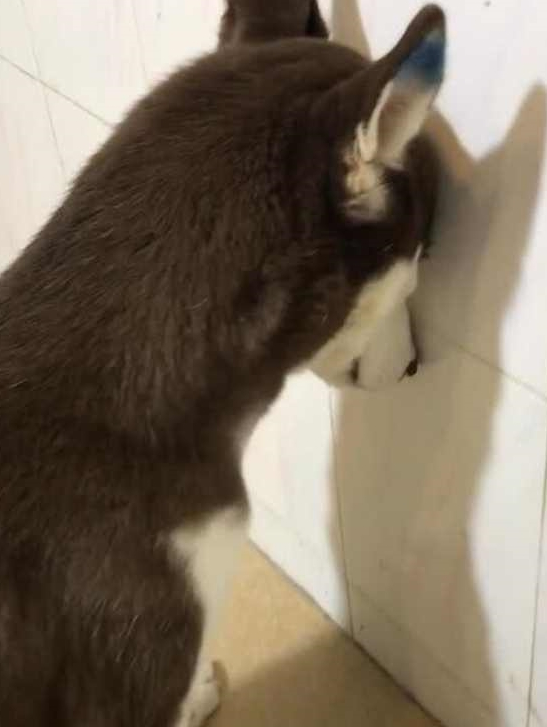 主人让二哈面壁思过,狗狗头靠墙一动不动,拉进摄像镜头发觉情况不妙