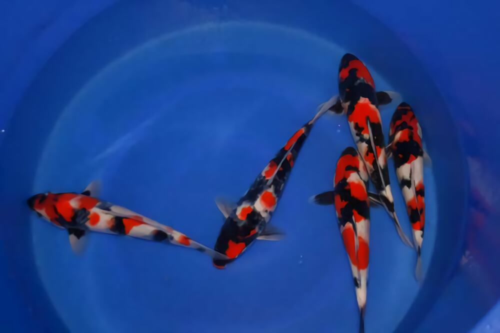 昭和三色身份信息