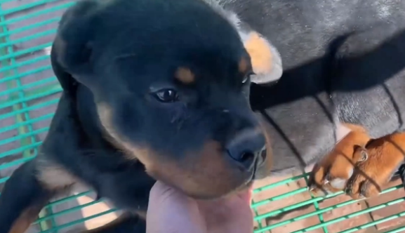 冷门烈性犬罗威纳竟还能卖到1万6？网友：大哥太牛了