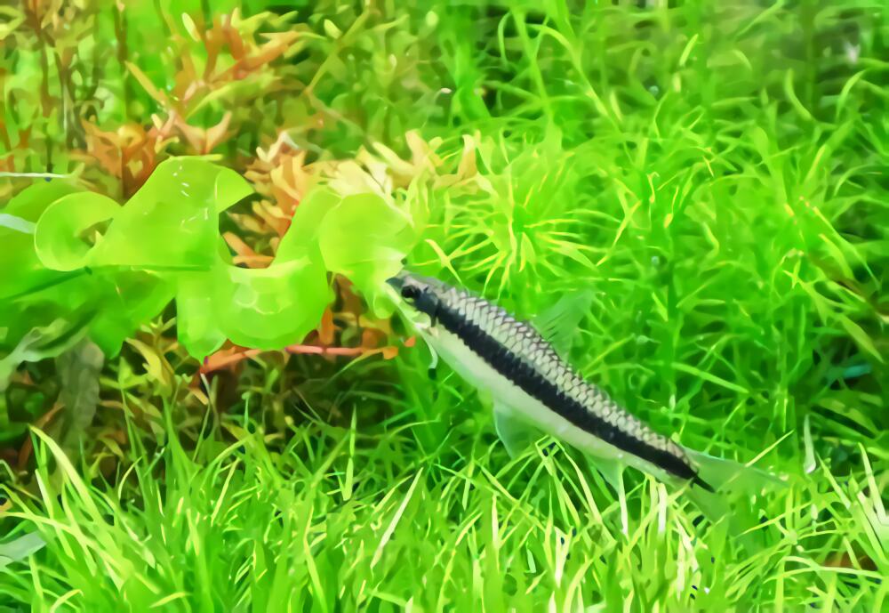 黑线飞狐身份信息