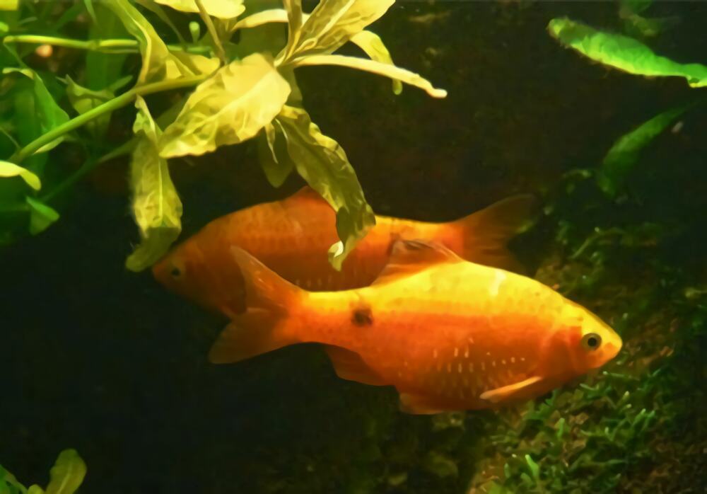 黑斑鲫身份信息