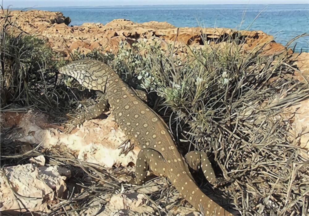 眼斑巨蜥身份信息
