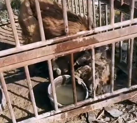 狗狗被关笼中丢到荒郊野岭,获救时,一口气吃了十几个馒头