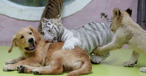 超级萌烦!不同物种动物被黄金猎犬妈妈带大