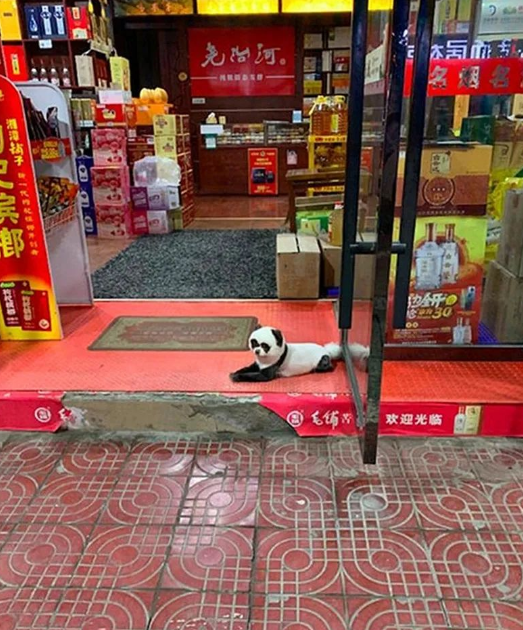 远看大熊猫,但凑近一看,才发现是只被染色的狗狗!