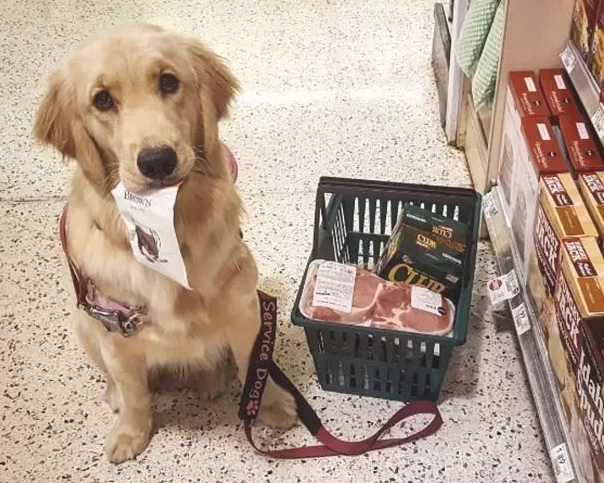 金毛犬照料生病主人家体贴入微,洗衣服脱袜子,无所不能