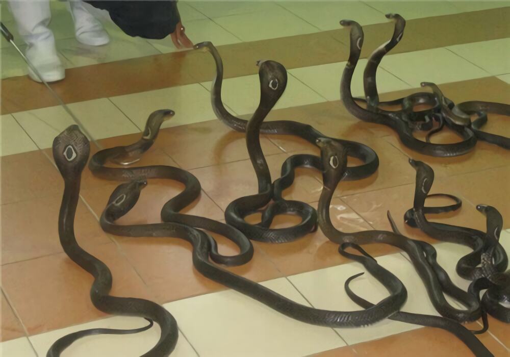 泰国眼镜蛇身份信息