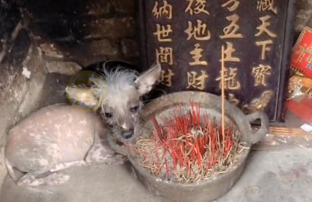 外表丑陋的流浪狗,骨瘦如柴靠贡品为生,捡回家后发现它竟是名犬