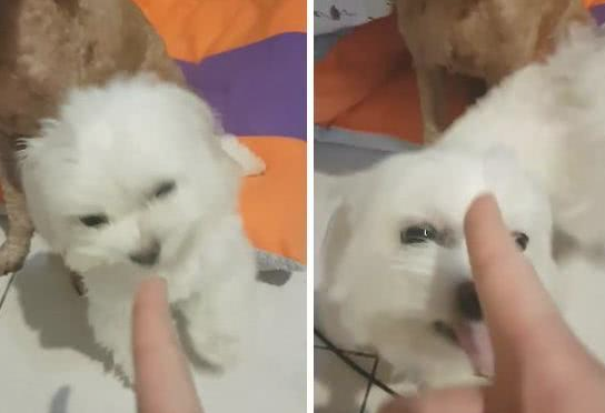 狗狗捣乱要挨揍, 马上开始拍主人马屁, 网友: 伸手不打笑脸狗