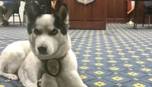 哈士奇走失的3个月,一直在警局蹭饭,二哈:我可以当警犬抵债!