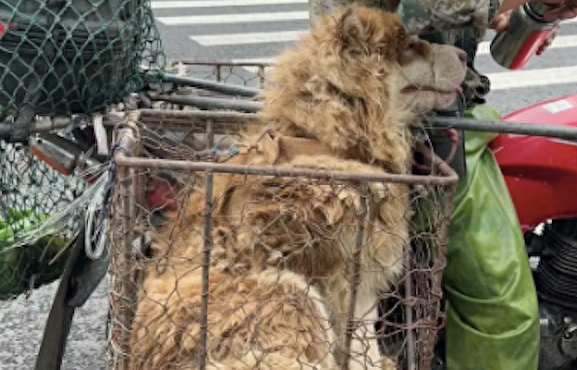 男生连追狗贩子两条街,心甘情愿当上大冤种,救下中暑的狗