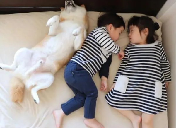 超萌，日本一只柴犬喜欢陪两个小主人睡觉，各种睡姿太温馨了